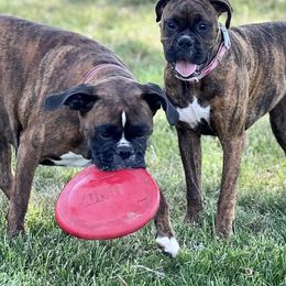 Boxers from Kona’s Boxer Babies