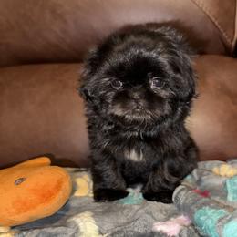 Ellie - Black female Shih Tzu puppy in Albany, New York from Precious Shihpoo’s and Luxurious Shih Tzu’s