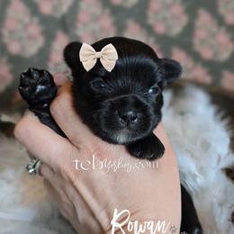 Rowan - Black and tan male Yorkshire Terrier puppy in Greenwood County, South Carolina from TCB Yorkies