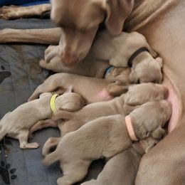 Weimaraners from Kaleidoscope Weims