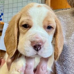 Willow - Red and white male Beagle puppy in Viper, Kentucky from Mountain Top