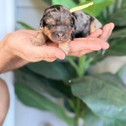 Yellow - Merle female Bernedoodle puppy in Charleston, South Carolina from Palm Belle Doodles