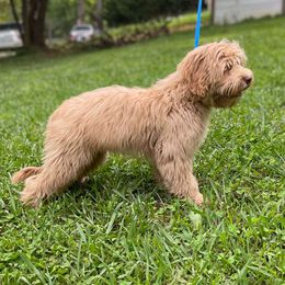 GIBBS - Australian Labradoodle