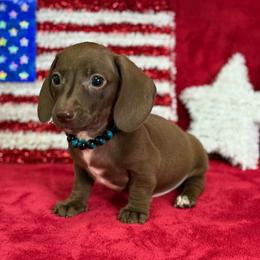 Leramie - Chocolate male Dachshund puppy in Lincoln, Arkansas from Red Dirt Dachshunds