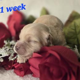 Romeo - Chocolate sable male Havanese puppy in Trinity, Alabama from Tooties Cuties Havanese