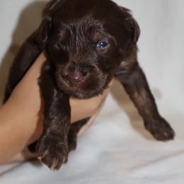 Fudgemallow - Phantom male Bernedoodle puppy in Ohio from Moore Doodles