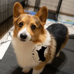 Nash - Pembroke Welsh Corgi