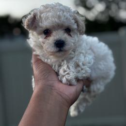 Bentley - Cream male Poodle puppy in Deltona, Florida from Poodles by CNC