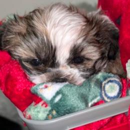 Chip - Brown and white male Shichon puppy in Brainerd, Minnesota from Angie’s Teddy Bear Puppies Minnesota