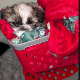 Chip - Brown and white male Shichon puppy in Brainerd, Minnesota from Angie’s Teddy Bear Puppies Minnesota