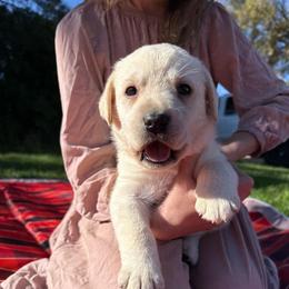 Hazel- first pick female- purple collar - Yellow female Labrador Retriever puppy in Isanti, Minnesota from Four Corners Family Labs