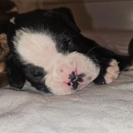 FLASHY SEALED (BLACK)- Female - Fawn female Boxer puppy in Gloucester, Virginia from Keen Boxers