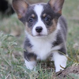 American Corgi, French Bulldog, and Pembroke Welsh Corgi Puppies from Moonstone Corgis & Frenchies