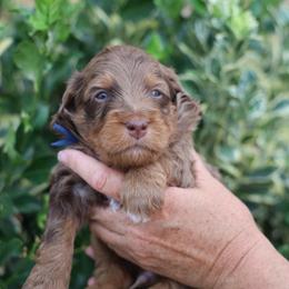 Neville - male Golden Mountain Doodle puppy in Murray, Utah from Good Looking Dogs