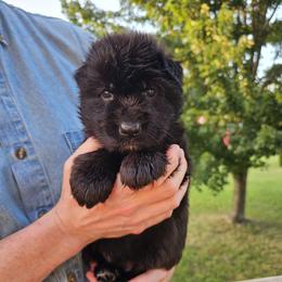 Girl 5 - female German Shepherd puppy in Columbus, Indiana from Stony Lonesome GSD