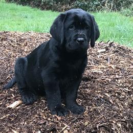 Labrador Retriever Puppies from GreenGate Labs