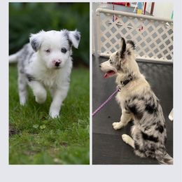 Border Collie All Grown Up from Dual Traxx Border Collies