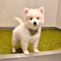 Orion - White male Pomsky puppy in Lincoln, Nebraska from Blue Heaven Pomsky
