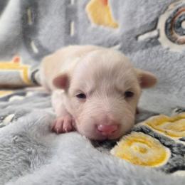 Sophie - Gold female Border Collie puppy in Gary, Indiana from Lake Ridge Border Collies