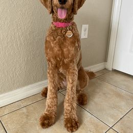 Goldendoodle All Grown Up from Sunshine Doodles