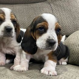 Basset Hounds from Forest Farm Bassets