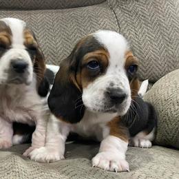 Basset Hounds from Forest Farm Bassets