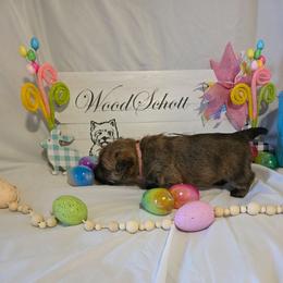 Lulu(Miss Pink) - Red brindle female Cairn Terrier puppy in Savannah, Missouri from WoodSchott Cairn Terriers