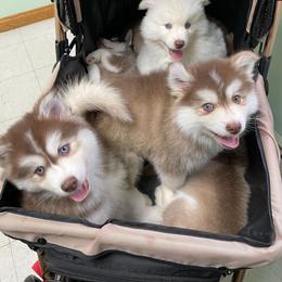 Pomsky and Siberian Husky Puppies from Hemlock Pines Pomsky