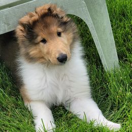 Collies from Starrlit Collies