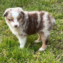 Boy 2 - Red merle male Miniature Australian Shepherd puppy in Hokes Bluff, Alabama from Alegria Toy Aussies