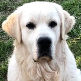 Snugs - Golden Retriever