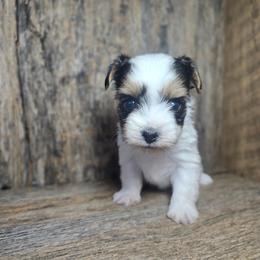 Sofie - Parti female Yorkshire Terrier puppy in Mountain Grove, Missouri from Precious Puppies