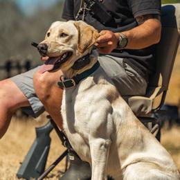 Labrador Retrievers from Meadow Pond Retrievers