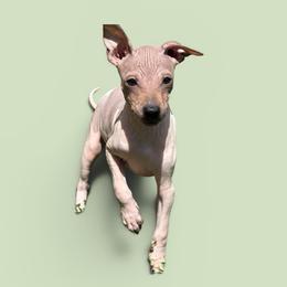 Fergus - White and red male American Hairless Terrier puppy in Buckingham, Illinois from Gaus Hof
