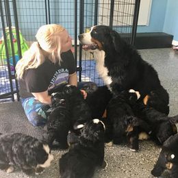 Bernese Mountain Dog Puppies from Valor