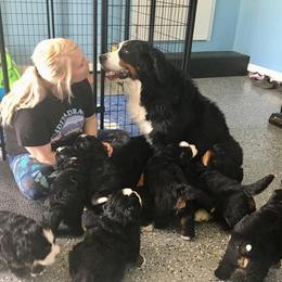 Bernese Mountain Dog Puppies from Valor