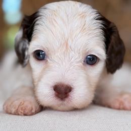 February - Tri-color female Cavapoo puppy in Yuciapa, California from AlltheDoodlez_