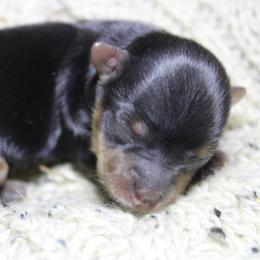 Ollie - Black and tan male Yorkshire Terrier puppy in Eastland, Texas from Peach Yorkies