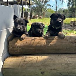 Purple - Black and tan female German Shepherd puppy in Winters, California from Vom Haefner German Shepherds