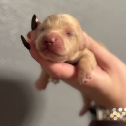 Cream Male - Cream male Dachshund puppy in Grandview, Texas from LF & Co Dachshunds