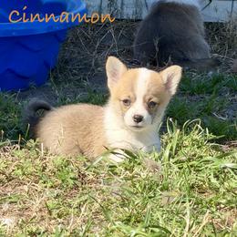 Cinnamon - Red female Pembroke Welsh Corgi puppy in Yulee, Florida from Pembroke Welsh Corgis at Belle Haven