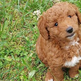 Goldendoodles from Gingerdoodles