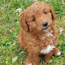 Goldendoodles from Gingerdoodles