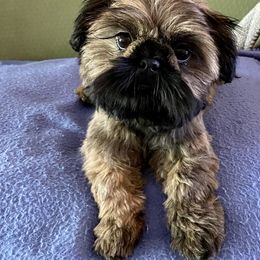 Shih Tzu Puppies from Socal Mother Of Shih Tzus