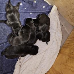 Pug Puppies from Texas Pugs