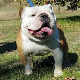Bulldogs and Pugs from Pugs a