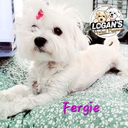 Fergie - Maltese