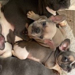 French Bulldogs from Heather's French Bulldogs