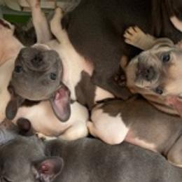 French Bulldogs from Heather's French Bulldogs