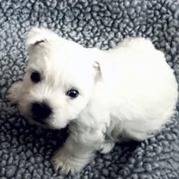 West Highland White Terrier Puppies from Birch Bark Westies